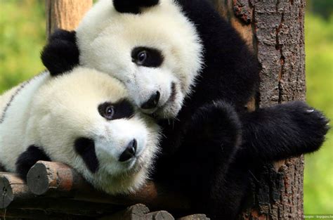 Los osos panda ya no son animales en peligro de extinción ...