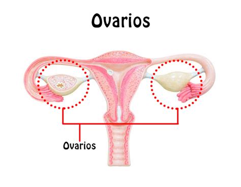 Los Ovarios: funciones, ubicación, partes, funcionamiento ...