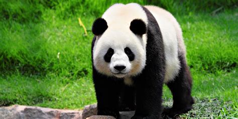 ¡Los pandas ya no están en peligro de extinción! – ExpokNews