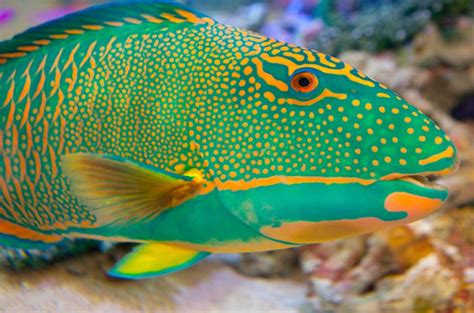 Los peces exóticos y tropicales más bonitos del mundo