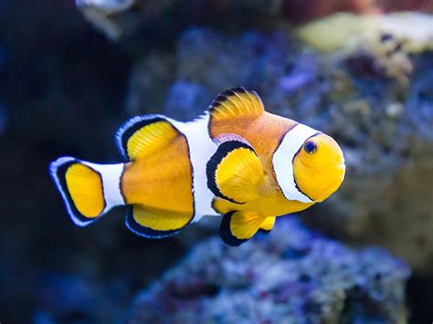 Los peces más bonitos del mundo marino | Aquarium Costa de ...