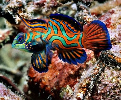 Los peces más bonitos y coloridos