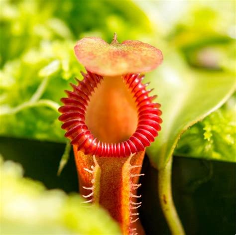 Los principales cuidados de las plantas carnívoras en invierno