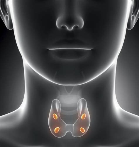 Los principales problemas tiroideos: enfermedades y ...