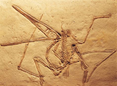 Los Pterosaurios, reptiles voladores que existieron ...