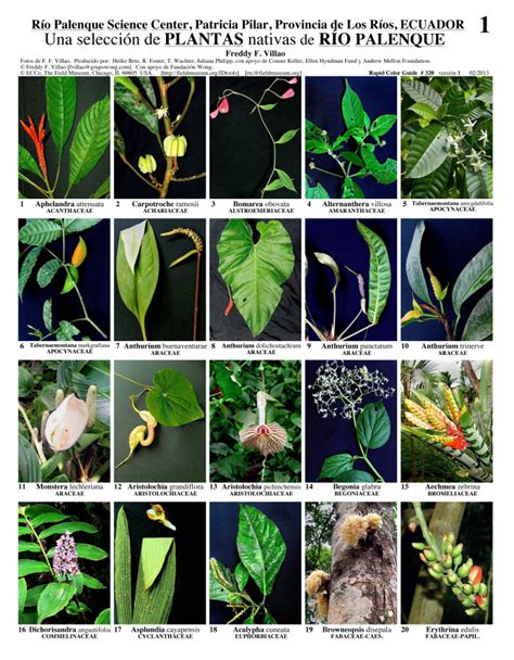 Los Rios    Rio Palenque   Plants | Field Guides