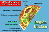 LOS SERES VIVOS: Eucariotas vs. Procariotas