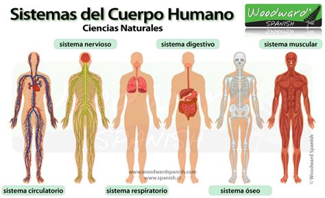 Los Sistemas del Cuerpo Humano