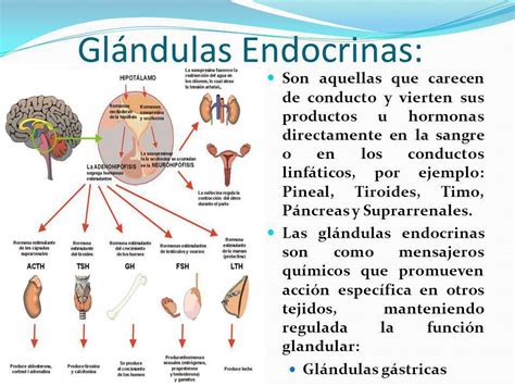 Los Sistemas del Cuerpo Humano   ppt video online descargar