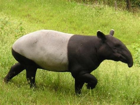 Los tapires de los que depende el agua de Quito en peligro ...