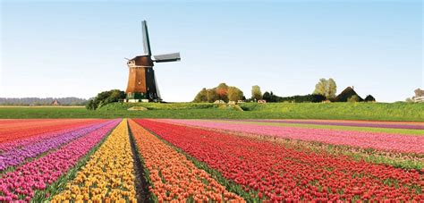 Los tulipanes, una de las coloridas atracciones durante la ...