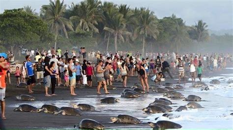 Los turistas son una pesadilla para las tortugas en Costa ...