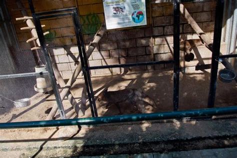 Los zoológicos más denunciados en España