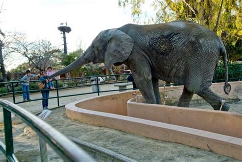 Los zoológicos más denunciados en España