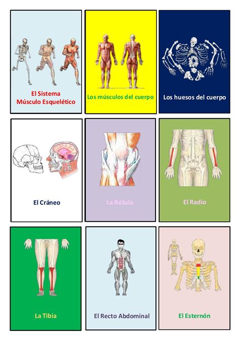 Loteria sistema musculo esqueletico r by Roger Santos ...