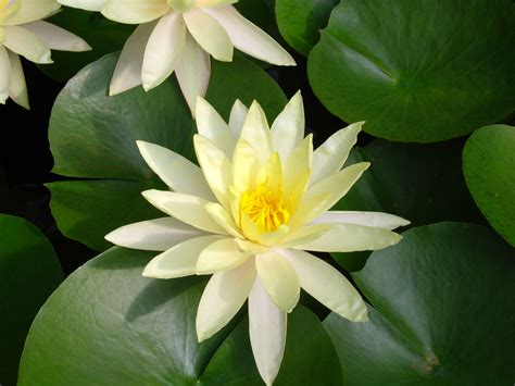 lotus flower relaxation.jpg   AMLA NAIK   ViralNetworks.com