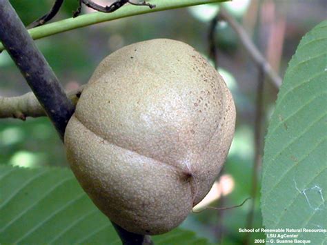 Louisiana Plant ID | Aesculus pavia  red buckeye