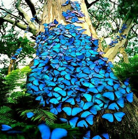 Lovable Images: Butterflies Mobile Background Pictures ...