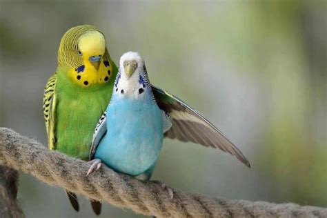Love Birds HD Wallpapers | Beautiful Loving Birds ...