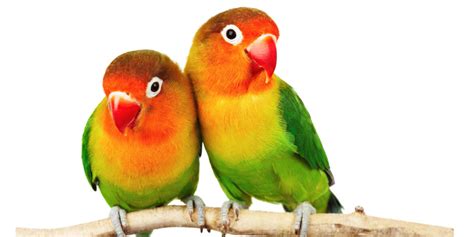 Lovebirds | Exotic Birds | Animals