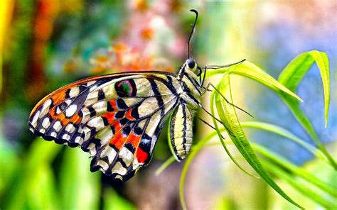 Lovely & Beautiful Birds Butterfly HD Wallpapers Photos ...