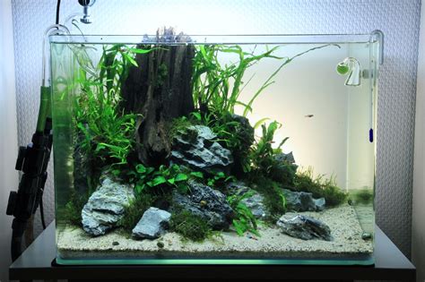 Low tech aquarium | Aquarium | Pinterest | Ideen