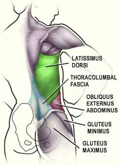 Lower Back Muscles Stretches | www.pixshark.com   Images ...