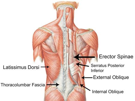 Lower Back Pain Anatomy   Human Anatomy Diagram