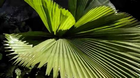 Lucuala   Planta de grandes hojas plisadas   YouTube