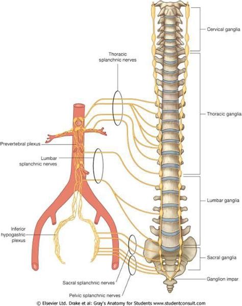 lumbar splanchnic nerve meddic