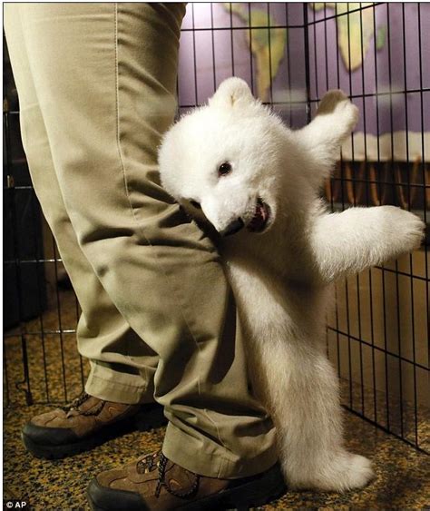 Luna, el cachorro de oso polar que pasa su infancia en el ...