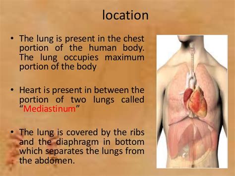 Lung and lung cancer symptoms   an overview