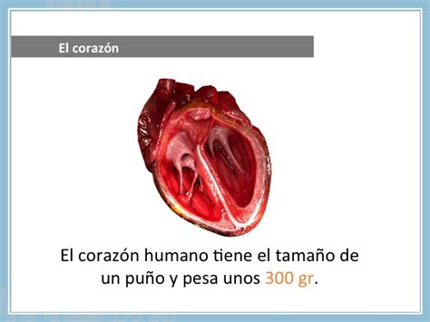 Lupus y afectación cardiovascular   Médico Internista ...