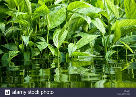 Lush green water plants growing in a river and their ...