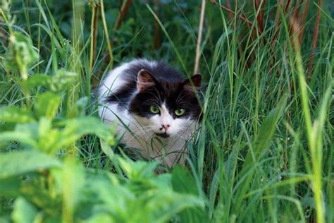 Lyme Disease in Cats: Sometimes the Vets Are Wrong   Catster