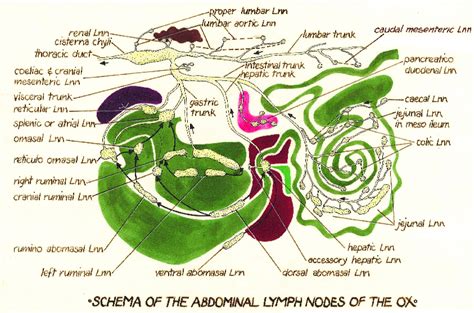 lymph nodes in stomach   DriverLayer Search Engine