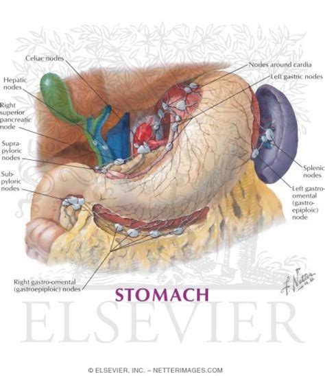 Lymph Vessels and Nodes of Stomach