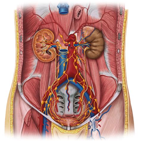Lymphatics of abdomen and pelvis   Anatomy Study Guide ...