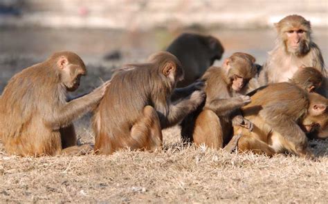 Macaco Rhesus   Información y Características de los Monos