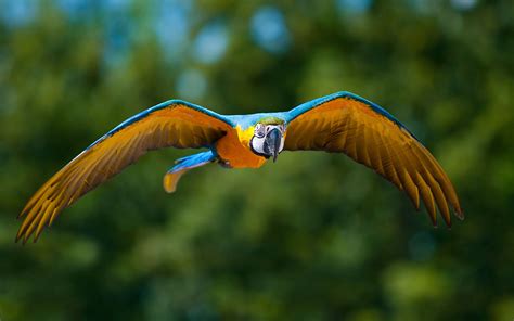 Macaw parrot bird tropical  60  wallpaper | 3840x2400 ...