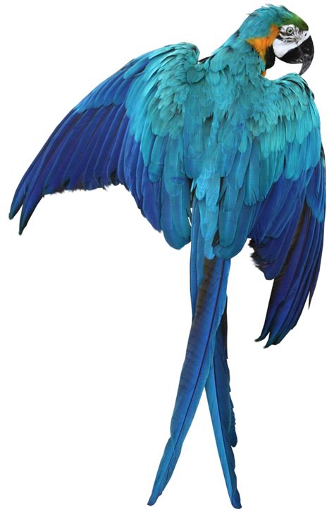 Macaw parrot transparent background ~ Free Png Images