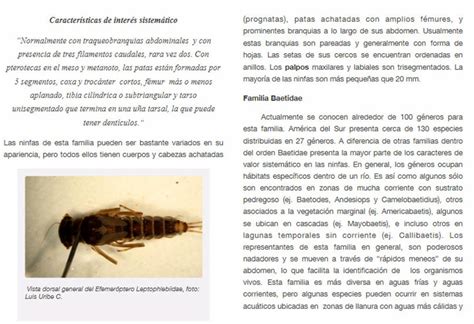 Macro Invertebrados de la Patagonia chilena Macro ...