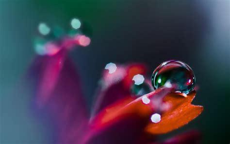 Macro Photography   Close up photos of water drops on ...