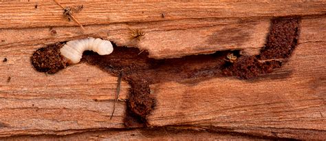 Madera  carcoma y termita    Grupo Sedesa