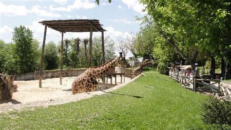 Madrid Zoo Giraffes: fotografía de Zoo Aquarium de Madrid ...
