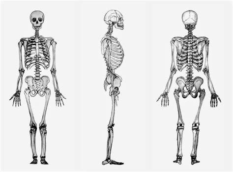 Maestra de Primaria: El cuerpo humano. Esqueletos para montar.