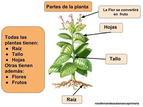 Maestra de Primaria: Las Plantas. Partes de la planta ...