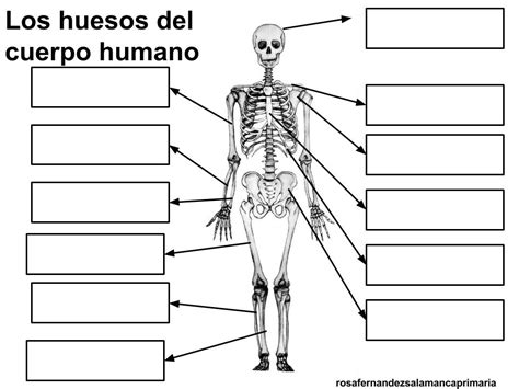 Maestra de Primaria: Los huesos y los músculos del cuerpo ...