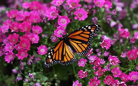 Magenta Flowers Butterfly   Wallpaper #34115