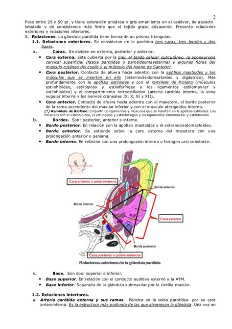 Magnífico Anatomía Conducto Submandibular Festooning ...